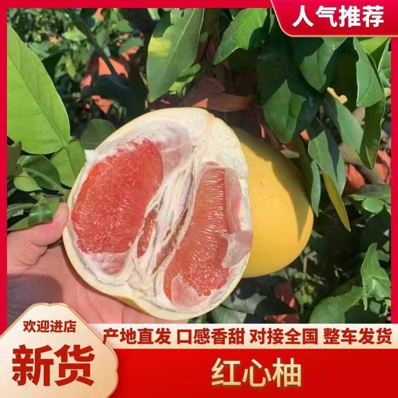 红心柚白心蜜柚大量上市诚信经营质量有保障