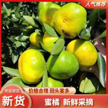 湖北夷陵蜜桔大量供货质优价美服务完善走货便利欢迎咨询