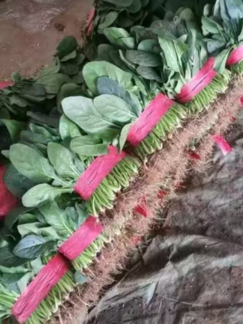 【推荐】河北大叶菠菜一手货源供应市场商超电商量大价优