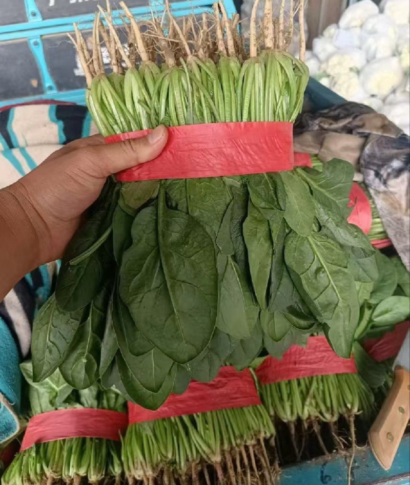 【推荐】河北大叶菠菜一手货源供应市场商超电商量大价优