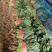 【推荐】河北大叶菠菜一手货源供应市场商超电商量大价优
