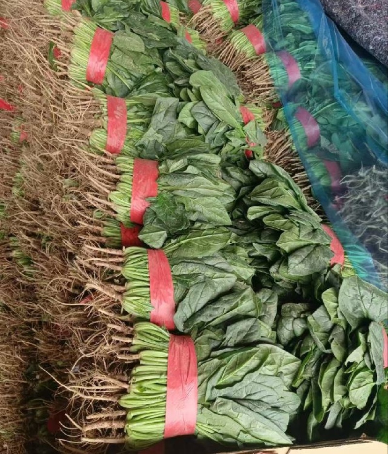 【推荐】河北大叶菠菜一手货源供应市场商超电商量大价优