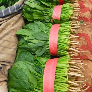 【推荐】河北大叶菠菜一手货源供应市场商超电商量大价优