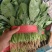 【推荐】河北大叶菠菜一手货源供应市场商超电商量大价优