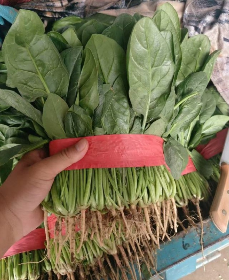 【推荐】河北大叶菠菜一手货源供应市场商超电商量大价优