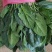 【推荐】河北大叶菠菜一手货源供应市场商超电商量大价优