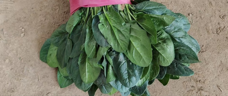 【推荐】河北大叶菠菜一手货源供应市场商超电商量大价优
