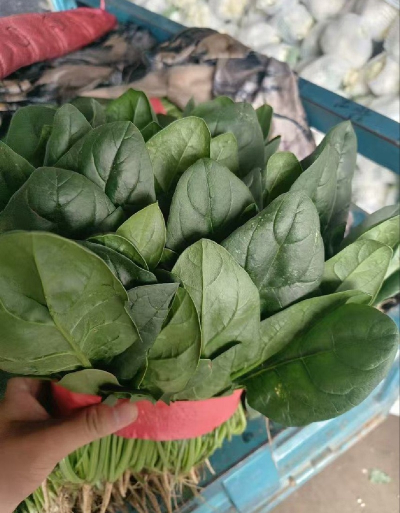 【推荐】河北大叶菠菜一手货源供应市场商超电商量大价优