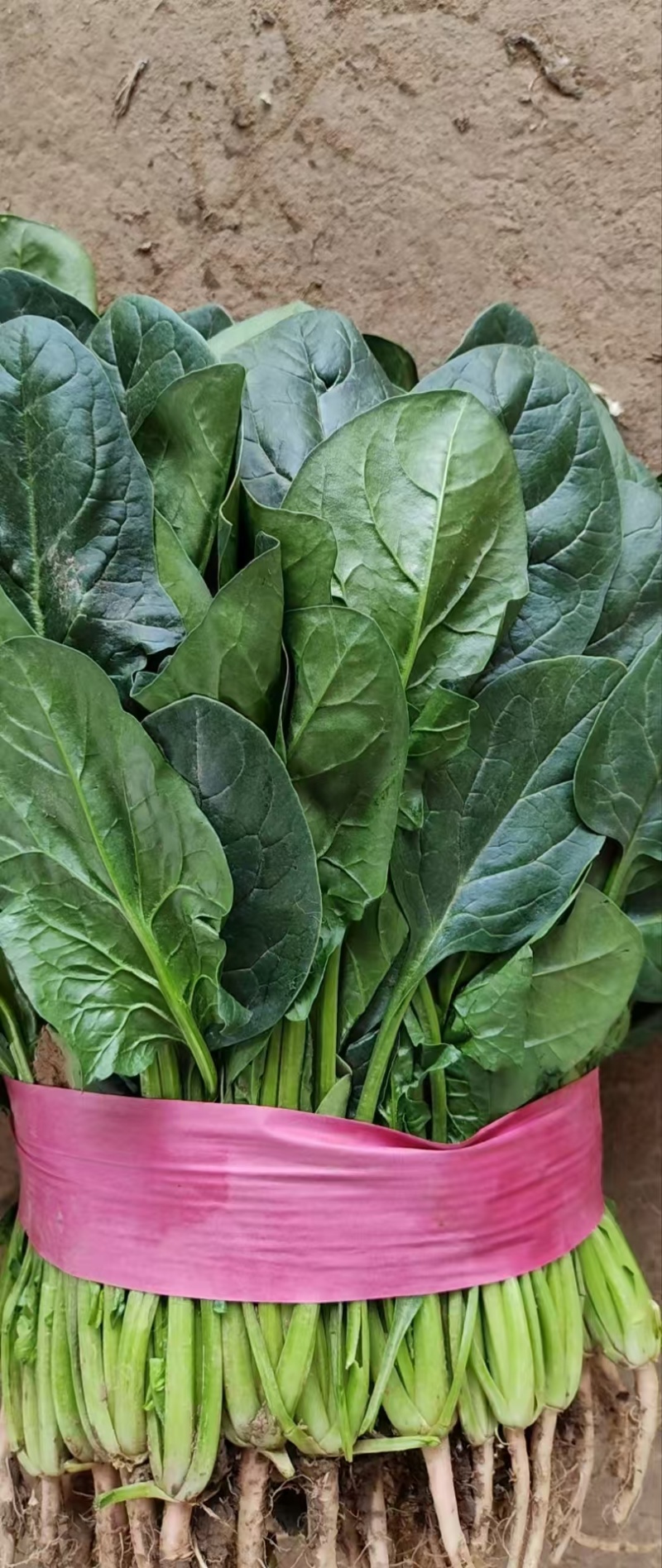 【推荐】河北大叶菠菜一手货源供应市场商超电商量大价优
