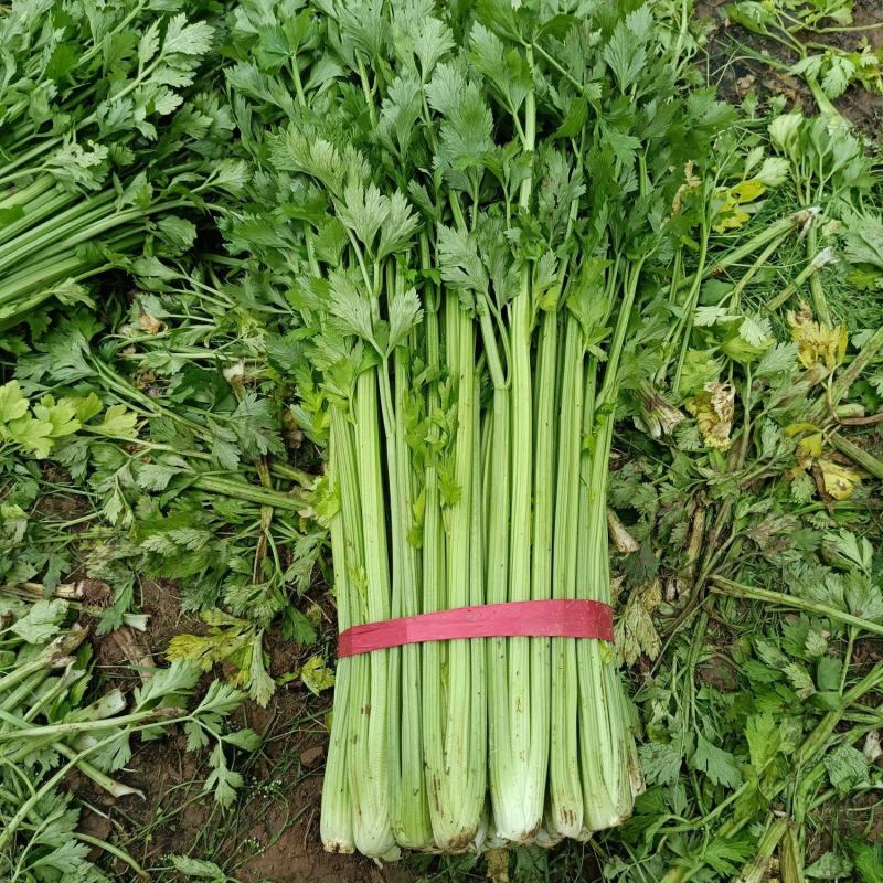 支持视频看货西芹量大价优质量保证全国发货