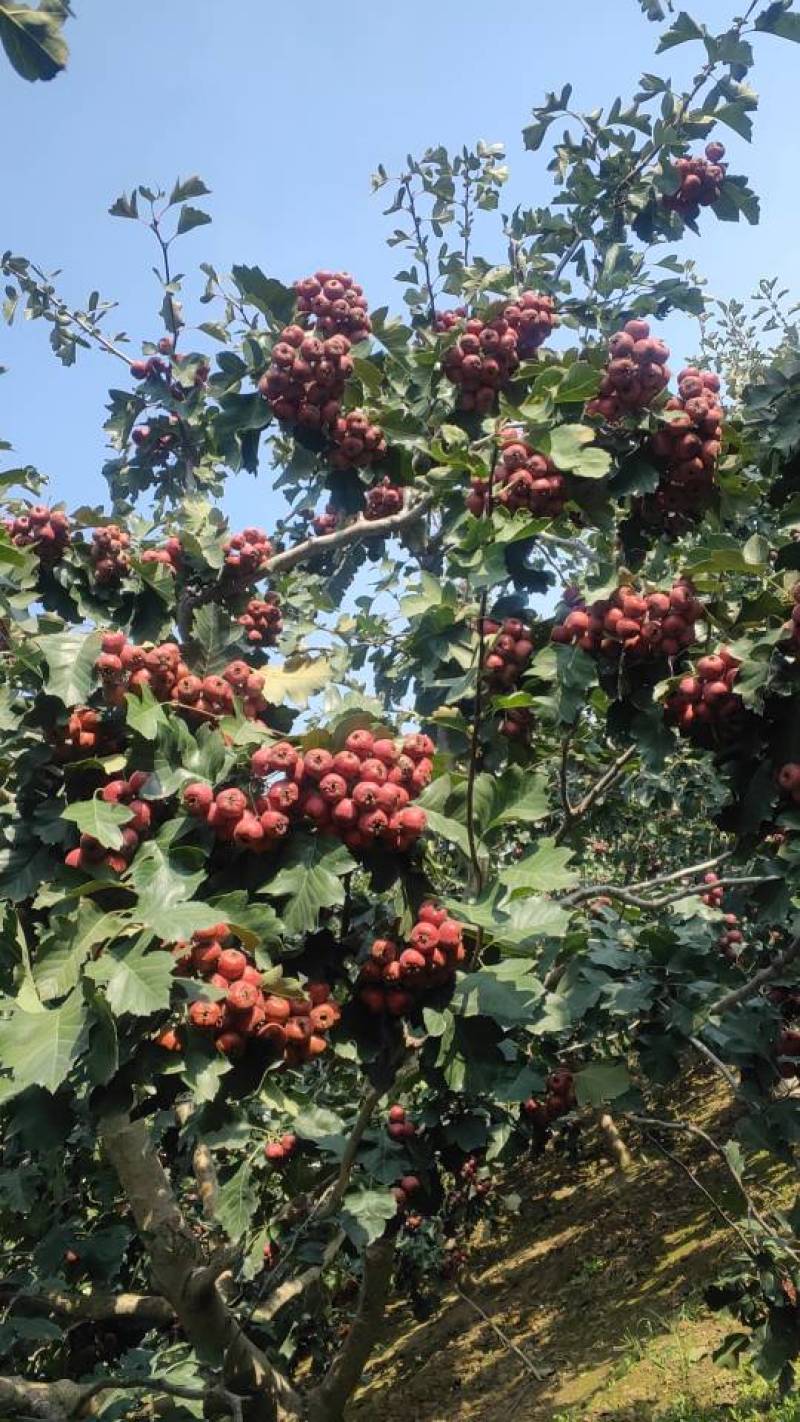 大金星山楂量大出售，农户自行种植，一斤21-23个4万斤货源
