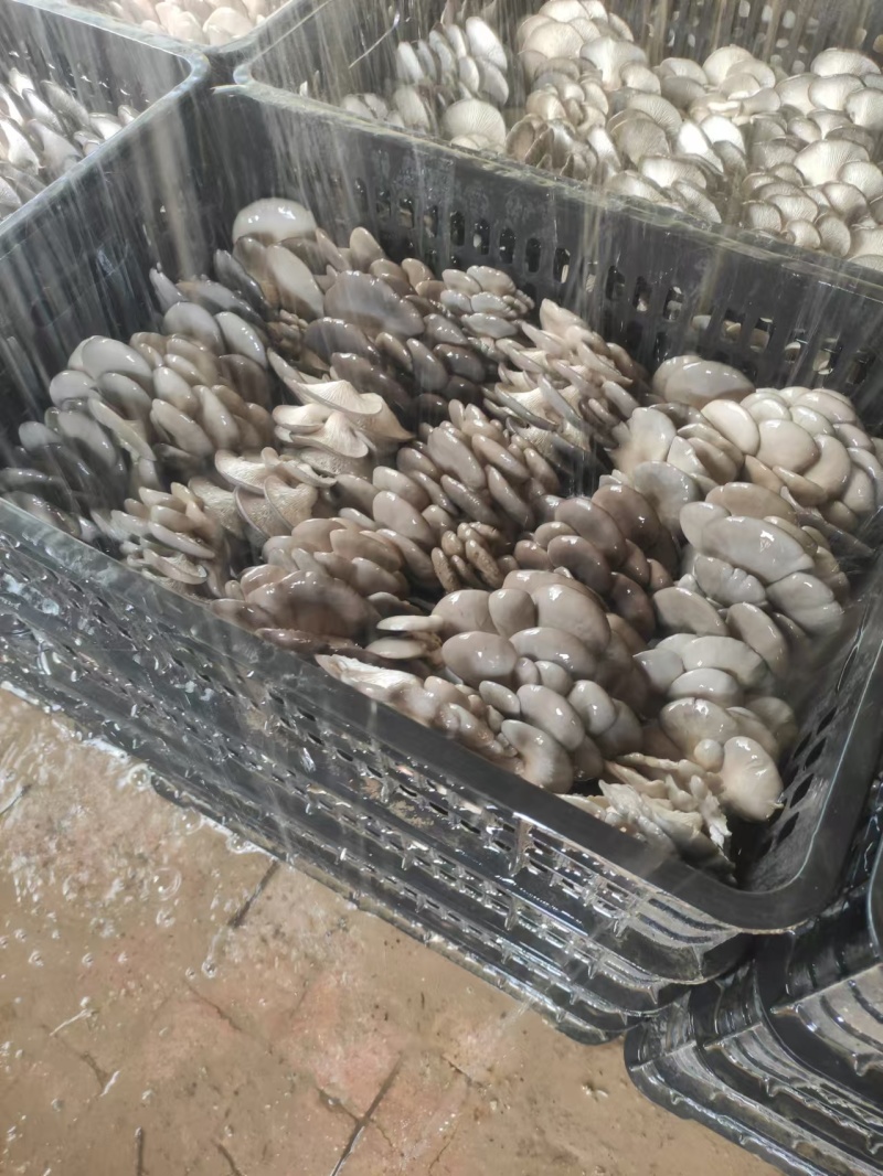 山东精品黑平菇量大从优质量对接全国欢迎咨询