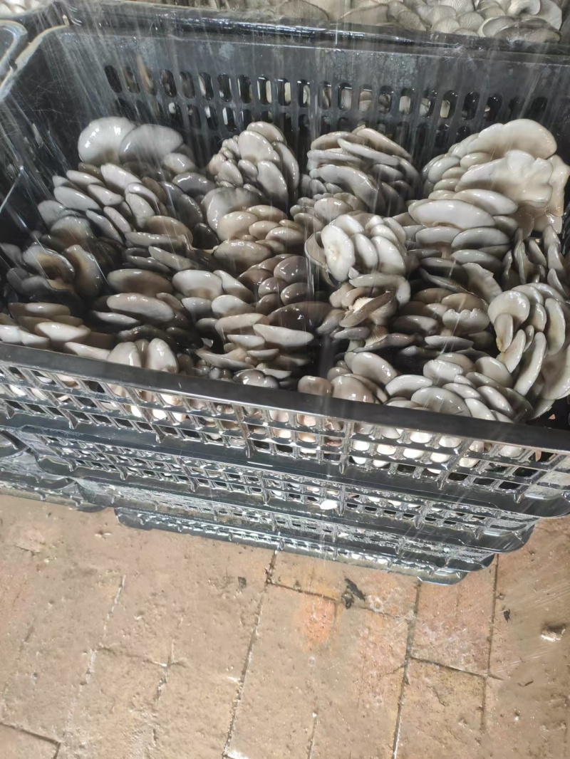 山东精品黑平菇量大从优质量对接全国欢迎咨询