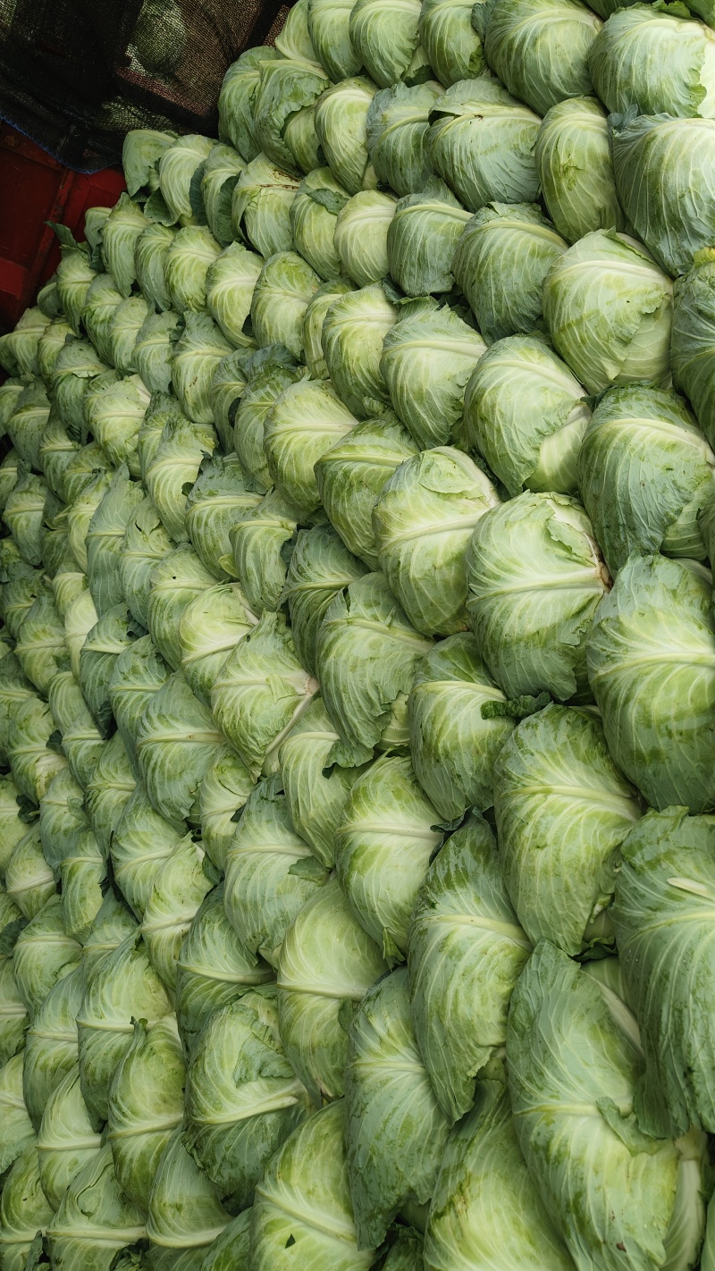 扁包菜奥奇娜，京丰，墨玉，产地发货。一手货源，