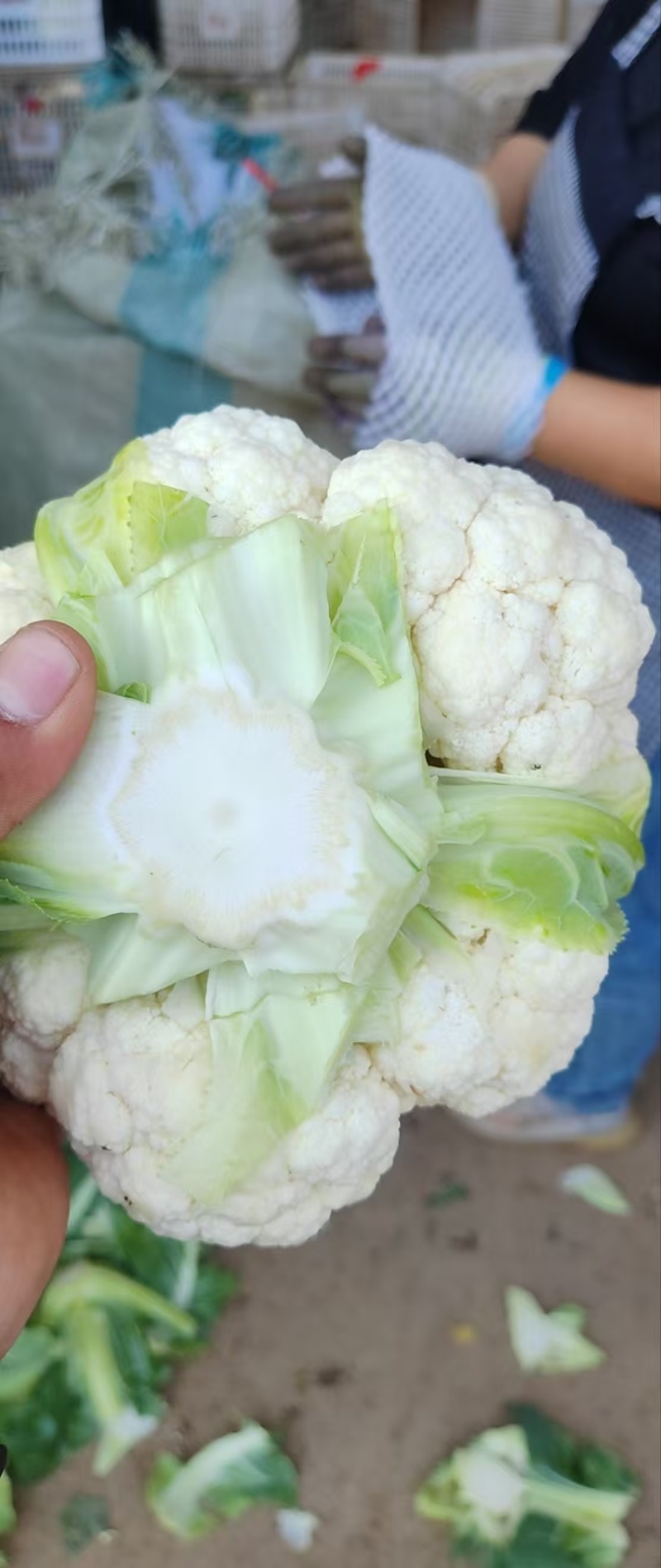 【推荐】河北花菜一手货源供应市场商超电商量大价优