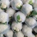 【推荐】河北花菜一手货源供应市场商超电商量大价优