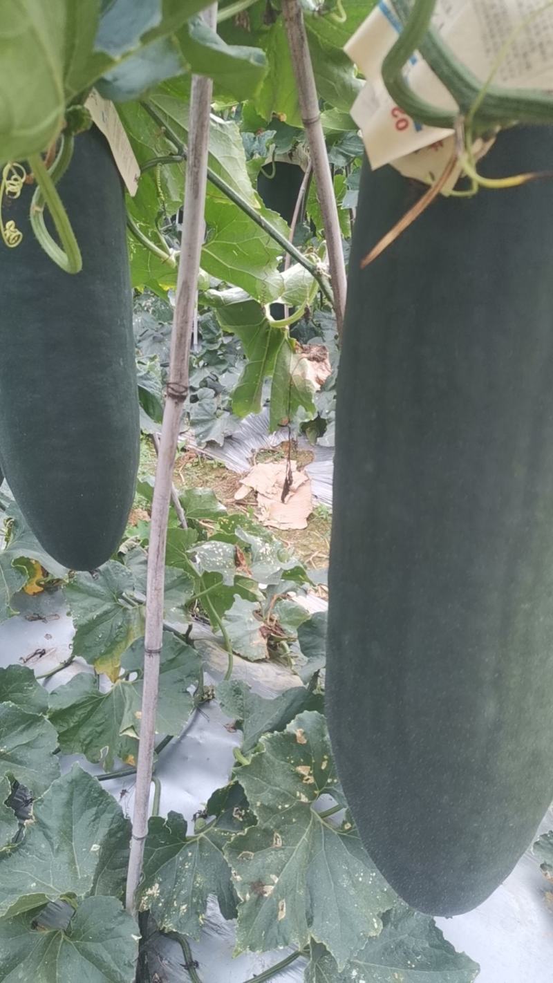 皮冬瓜