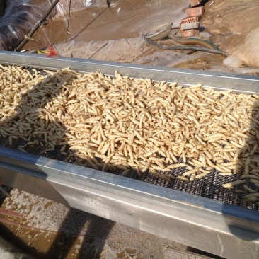 2024年螺丝菜大量销售