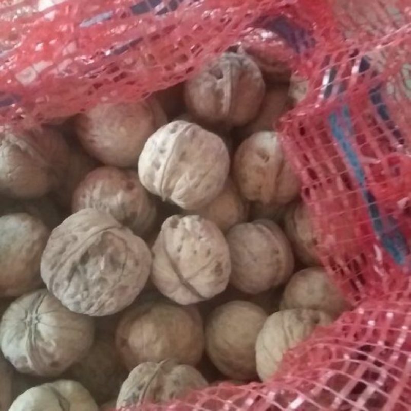 薄皮核桃大量供应多年老店保质保量视频看货