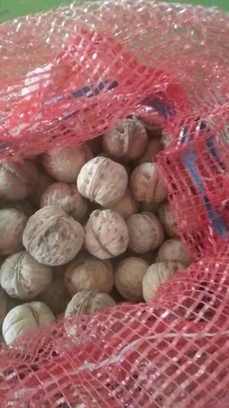 薄皮核桃大量供应多年老店保质保量视频看货