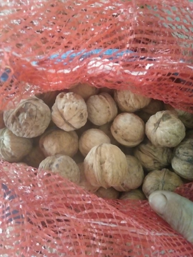 薄皮核桃大量供应多年老店保质保量视频看货