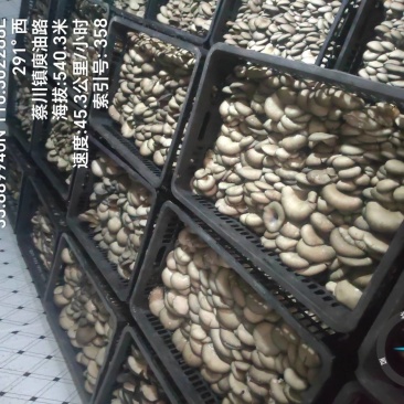 精品平菇