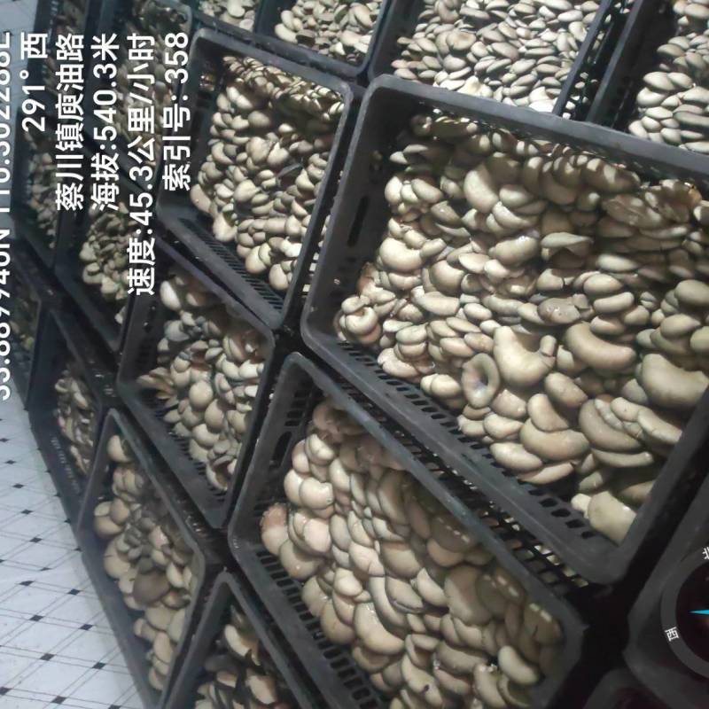 精品平菇