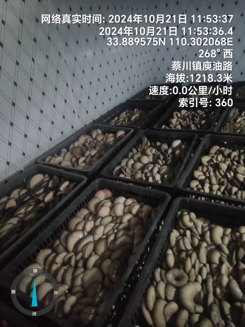 精品平菇