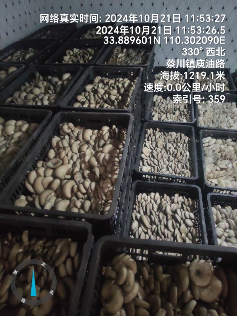 精品平菇