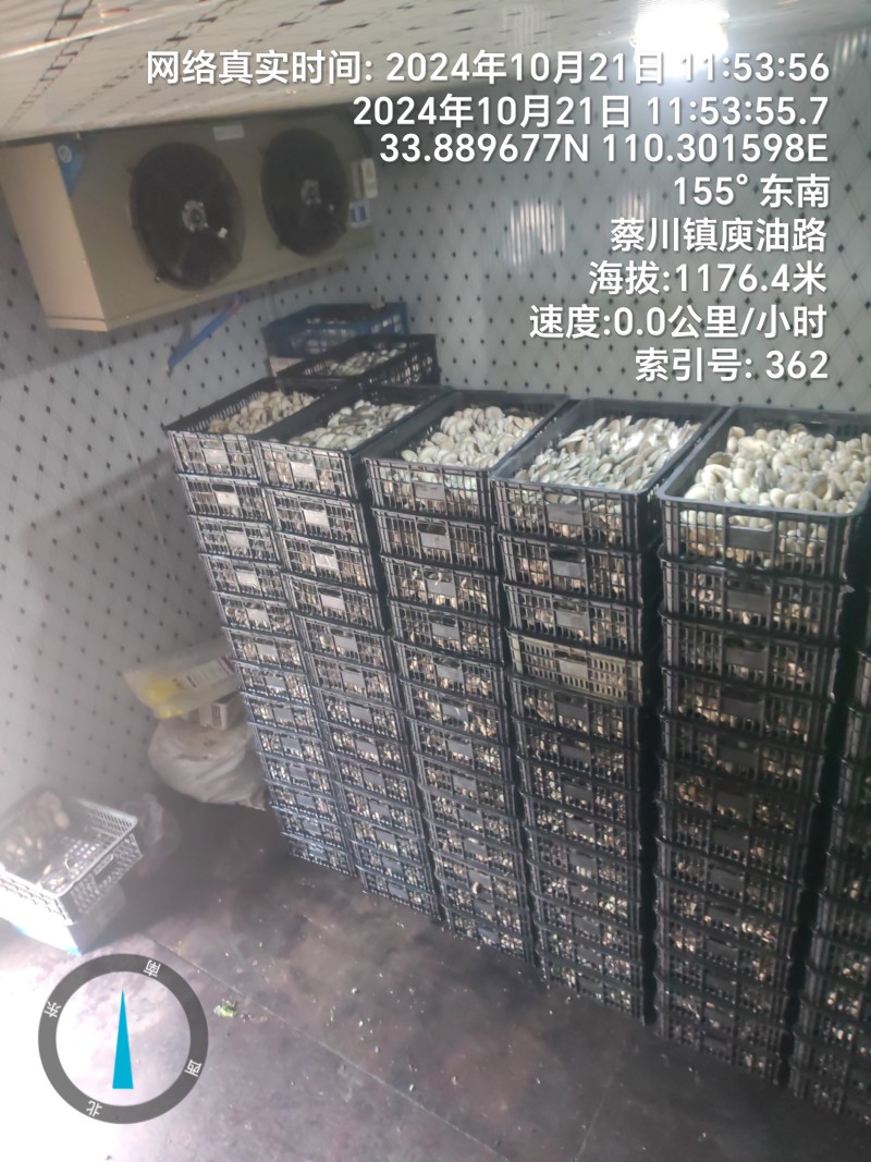 精品平菇