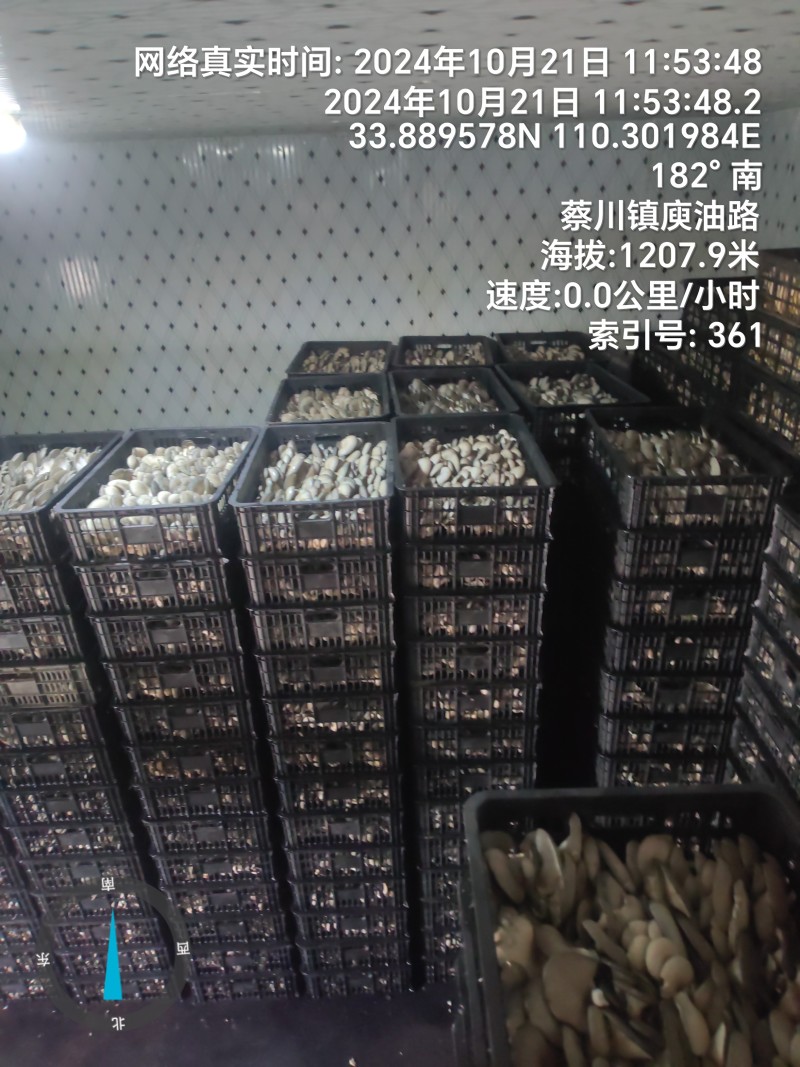 精品平菇