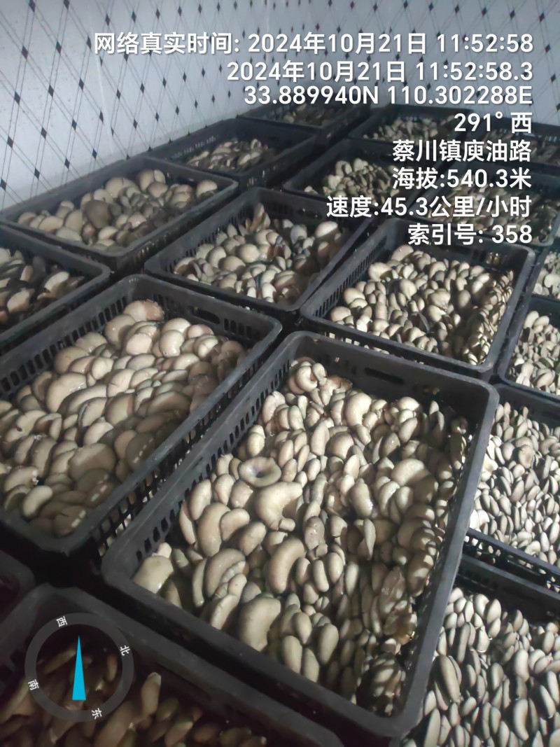 精品平菇