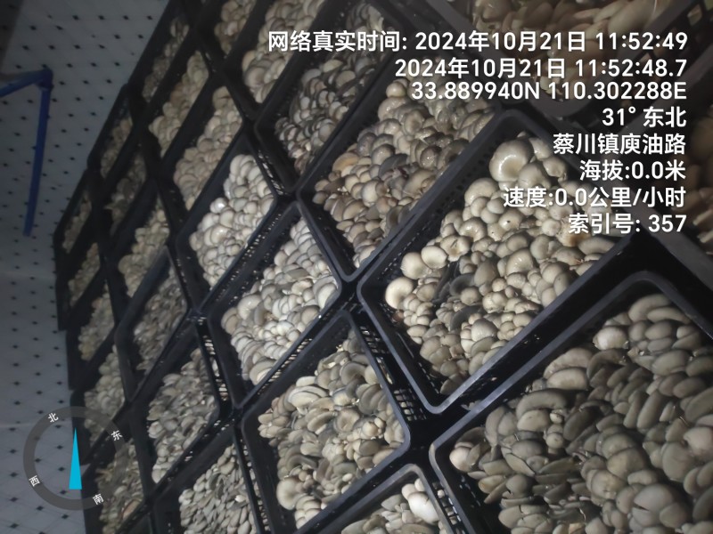 精品平菇