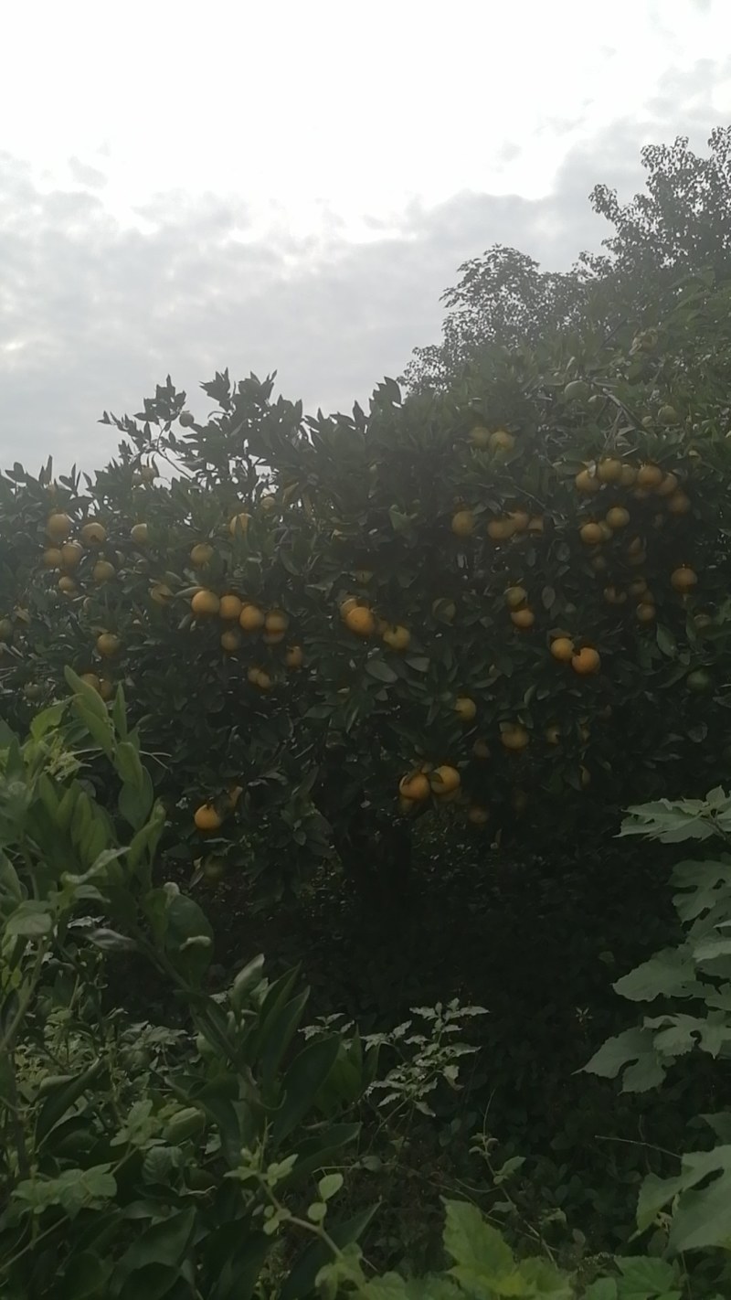 蜜橘