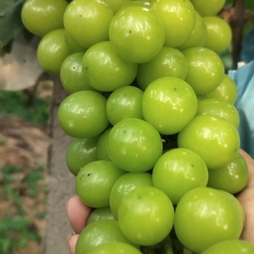 玫瑰葡萄