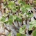 甜蜜无籽蓝宝石葡萄树苗南北方种植耐寒葡萄爬藤盆栽地栽当年