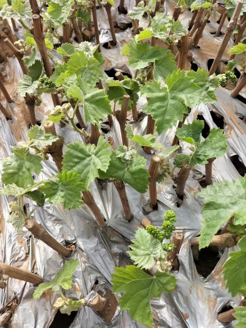 甜蜜无籽蓝宝石葡萄树苗南北方种植耐寒葡萄爬藤盆栽地栽当年