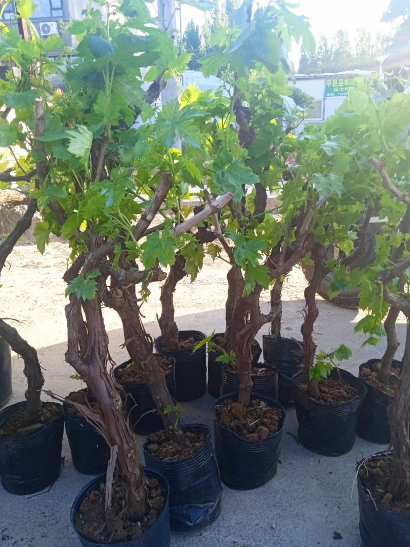 甜蜜无籽蓝宝石葡萄树苗南北方种植耐寒葡萄爬藤盆栽地栽当年
