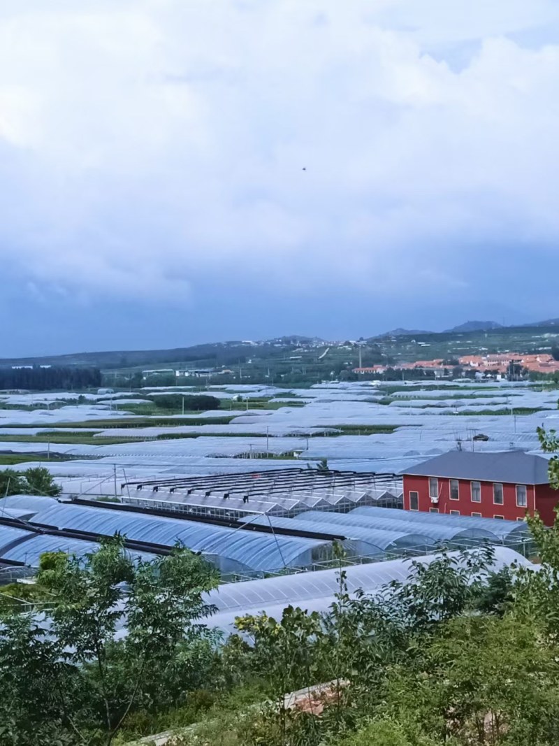 甜蜜无籽蓝宝石葡萄树苗南北方种植耐寒葡萄爬藤盆栽地栽当年