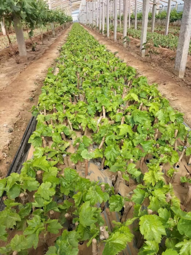甜蜜无籽蓝宝石葡萄树苗南北方种植耐寒葡萄爬藤盆栽地栽当年