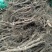 甜蜜无籽蓝宝石葡萄树苗南北方种植耐寒葡萄爬藤盆栽地栽当年
