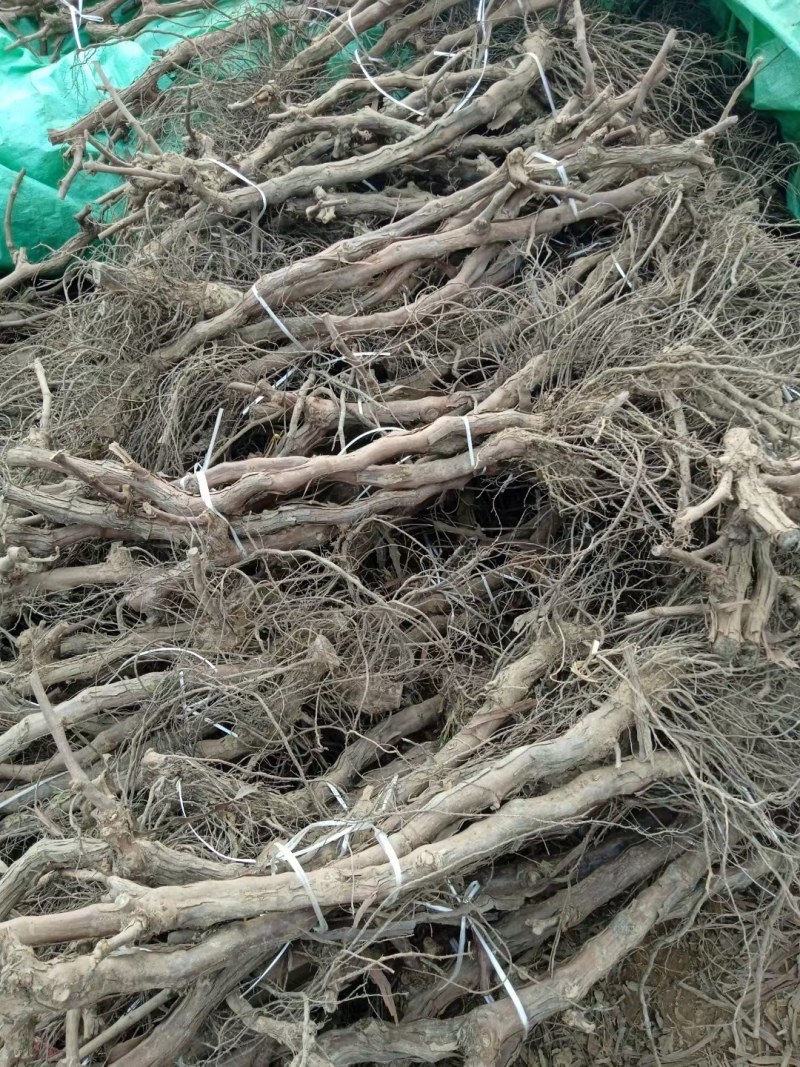 甜蜜无籽蓝宝石葡萄树苗南北方种植耐寒葡萄爬藤盆栽地栽当年