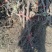 甜蜜无籽蓝宝石葡萄树苗南北方种植耐寒葡萄爬藤盆栽地栽当年
