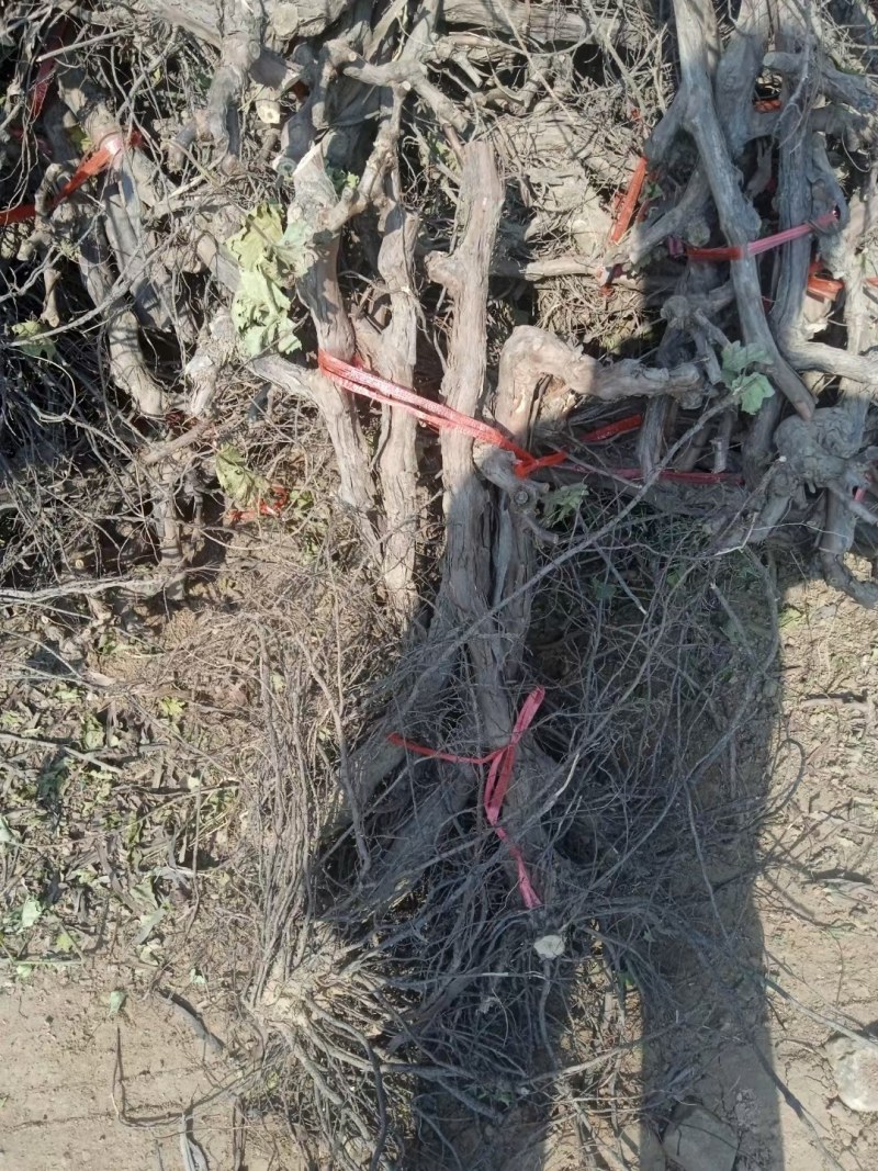 甜蜜无籽蓝宝石葡萄树苗南北方种植耐寒葡萄爬藤盆栽地栽当年