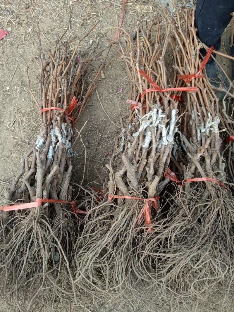 甜蜜无籽蓝宝石葡萄树苗南北方种植耐寒葡萄爬藤盆栽地栽当年