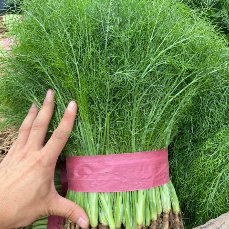 【推荐】河北茴香苗一手货源供应市场商超电商量大价优