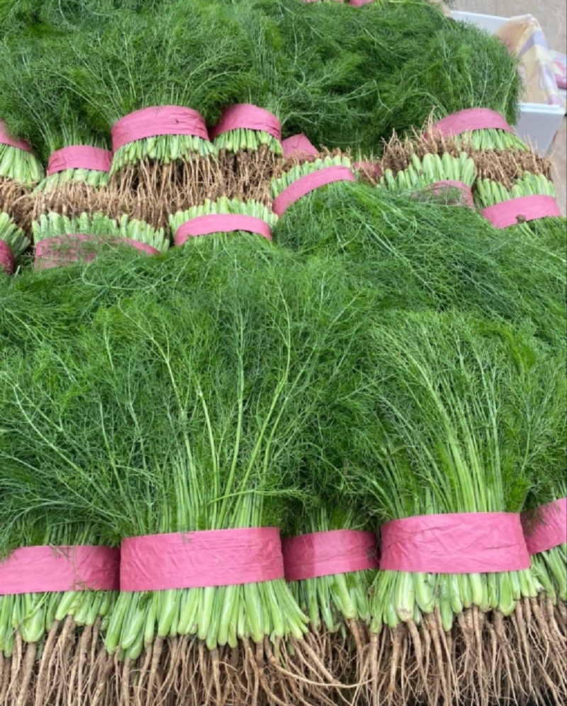 【推荐】河北茴香苗一手货源供应市场商超电商量大价优