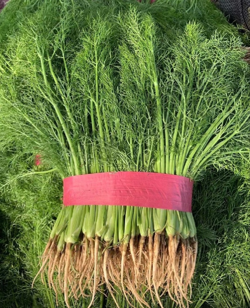 【推荐】河北茴香苗一手货源供应市场商超电商量大价优