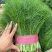 【推荐】河北茴香苗一手货源供应市场商超电商量大价优