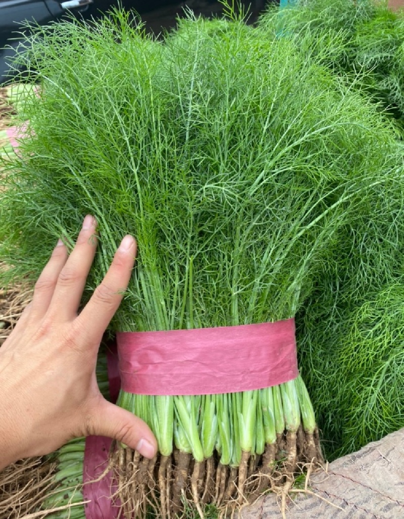 【推荐】河北茴香苗一手货源供应市场商超电商量大价优